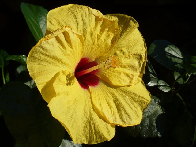 Frühlingsgefühle: alles auf Empfang gestellt, um den Lieblingshummel anzulocken...