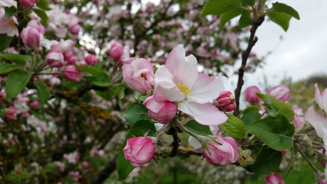 Die Natur blüht auf