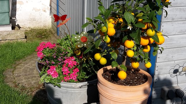 Kraichgau meets Südfrucht