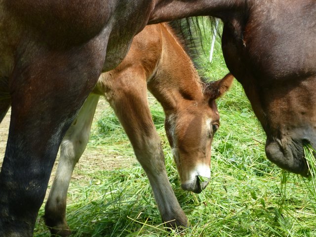 Frühlingsfohlen...heute 23 Tage alt