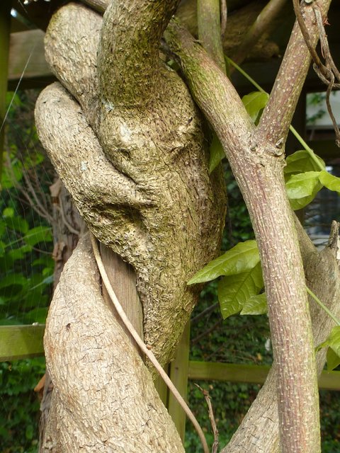 Frühlingsgefühle....eng umschlungene Natur !