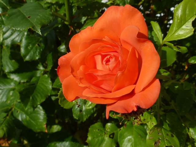 die Blume der Blumen... einfach nur schön...