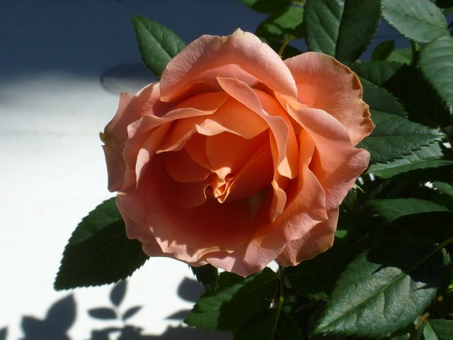zauberhafte Rose...  " Blume der Blumen 2 "