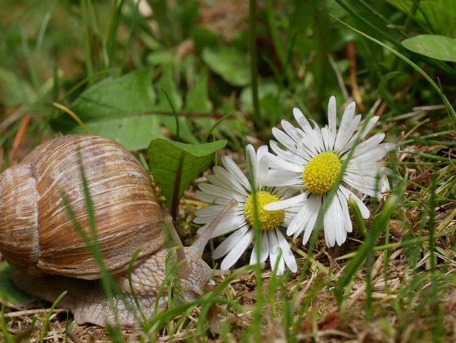Die Schneckenpost sendet Frühlingsgrüße
