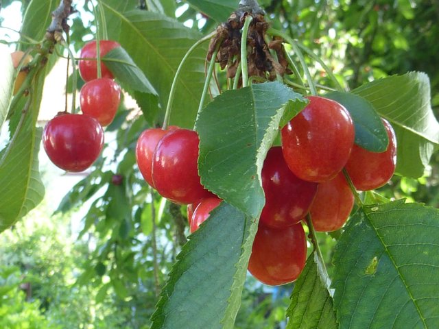 ...vor 3 Minuten probiert... die werden was !