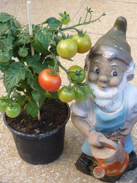 Kleiner Gärtner ganz groß