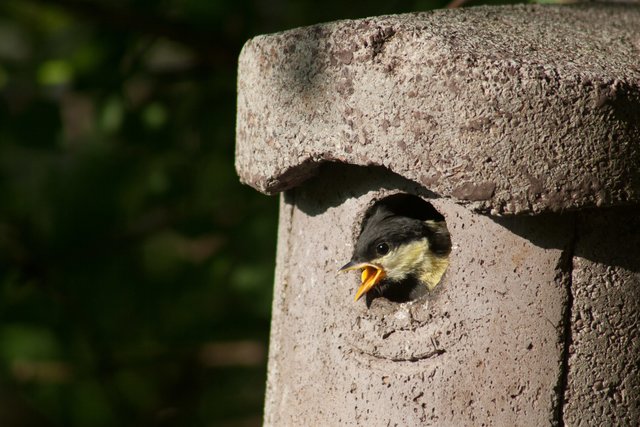 Jungmeise kurz vor dem 1. Ausflug