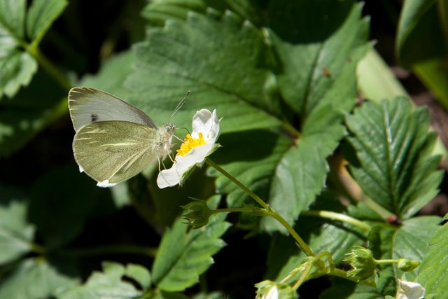 Auftanken an der Erdbeerblüte