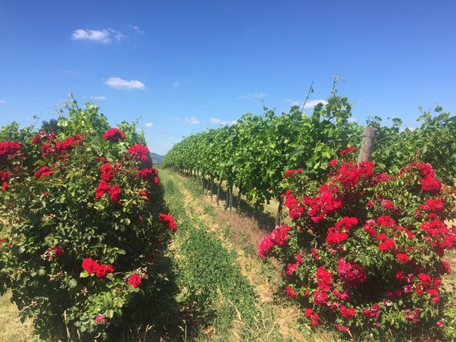 Rosenwanderung Pfalz