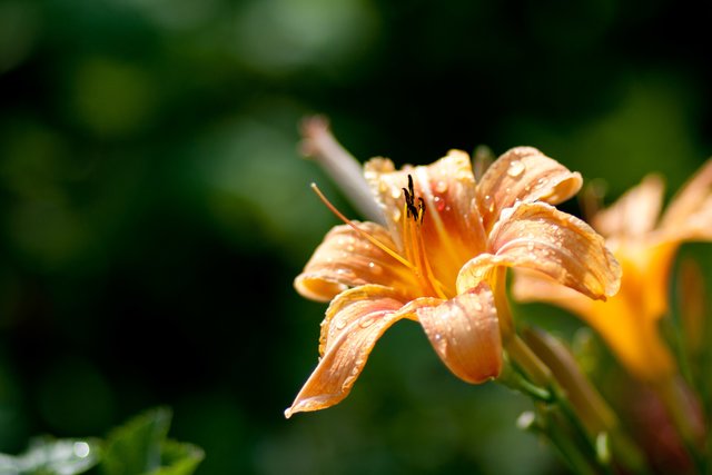 Taglilie nach Regenschauer
