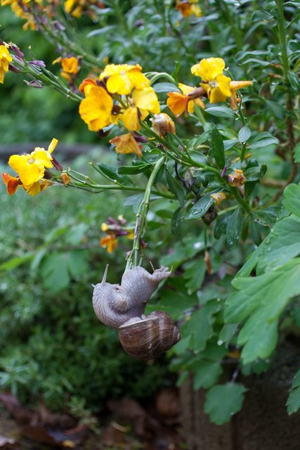 Weinbergschnecke macht Klimmzüge