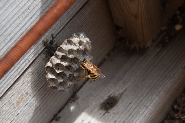 Wespe beim Nestbau