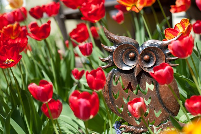 Eule im Tulpenmeer