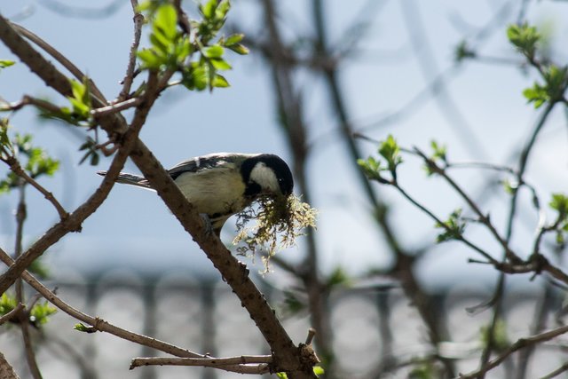 Kohlmeise beim Nestbau