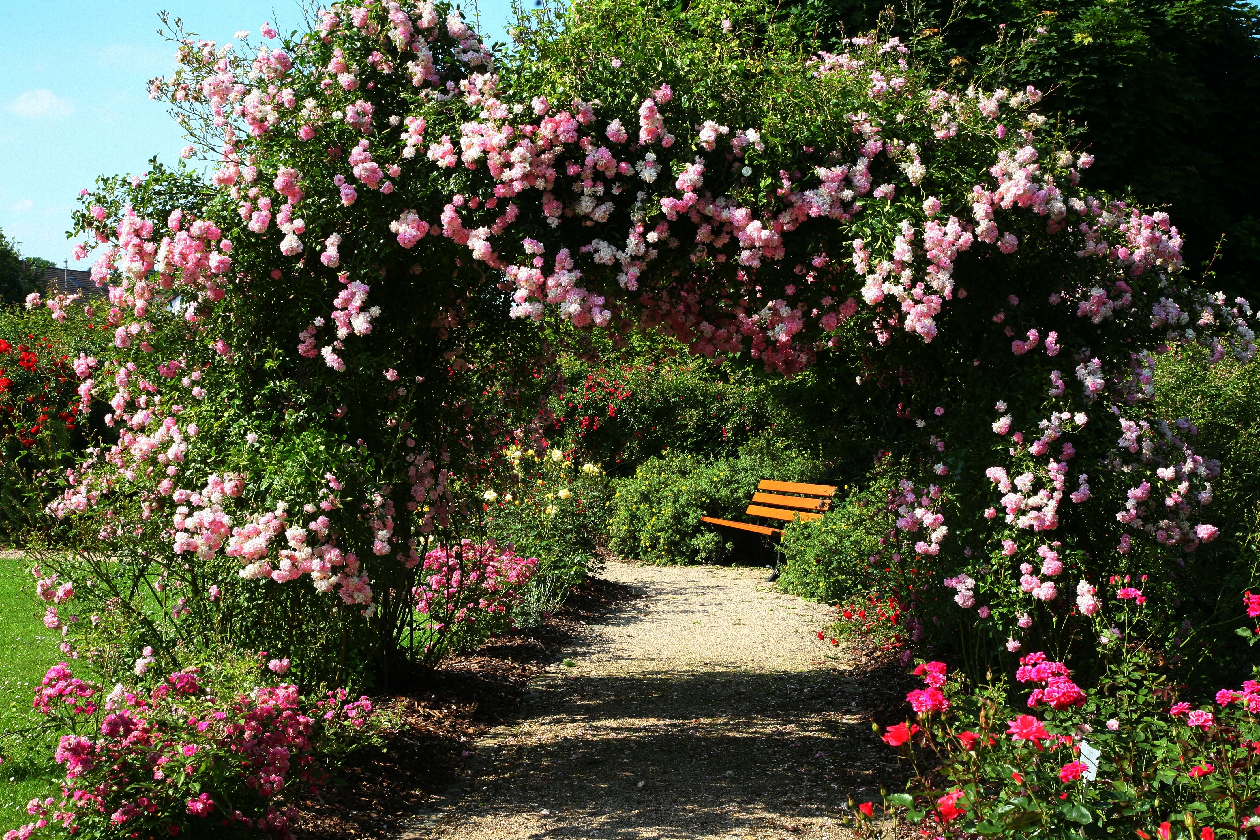 Ein märchenhafter Ort und ein lauschiges Plätzchen im Oberderdinger Rosengarten.