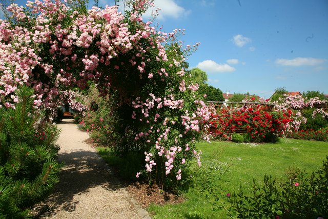 Rund 800 Rosen verzaubern die Sinne im Oberderdinger Rosengarten.