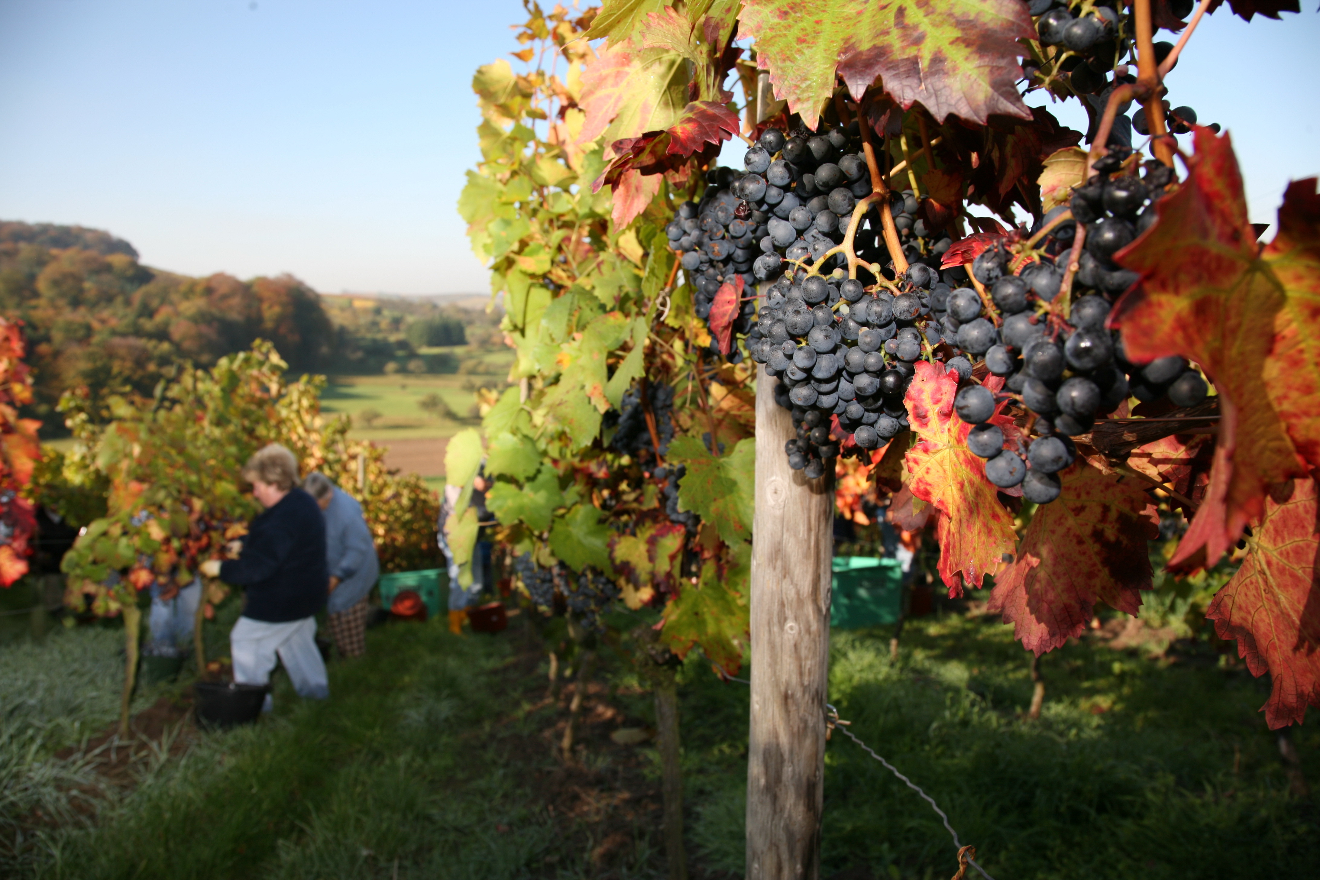 In den Oberderdinger Weinbergen reift eine beachtliche Vielfalt an Rebsorten.