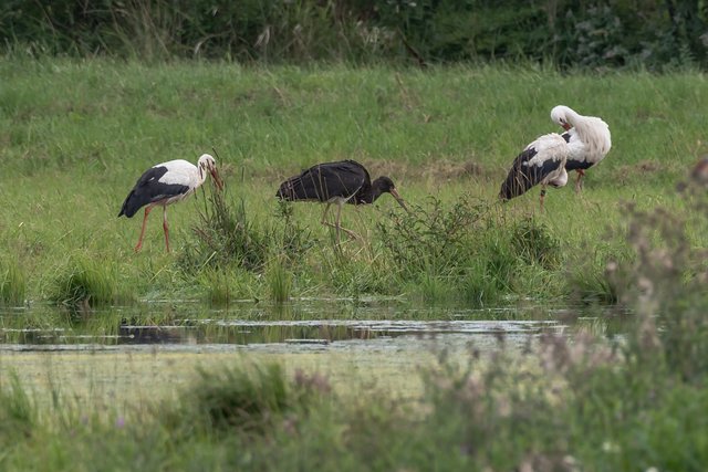 Sehr selten: Ein Schwarzstorch auf den Saalbachwiesen | Foto: Werner Debatin, NABU Hambrücken