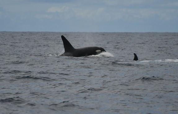 Bild von einem Orca vor Pico.