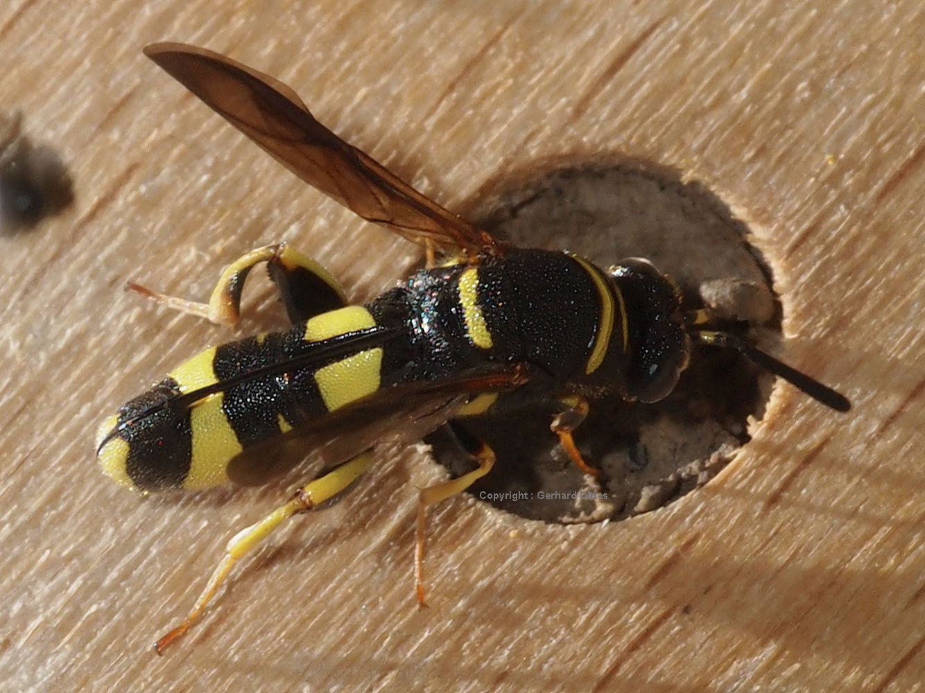 Leucospis dorsigera