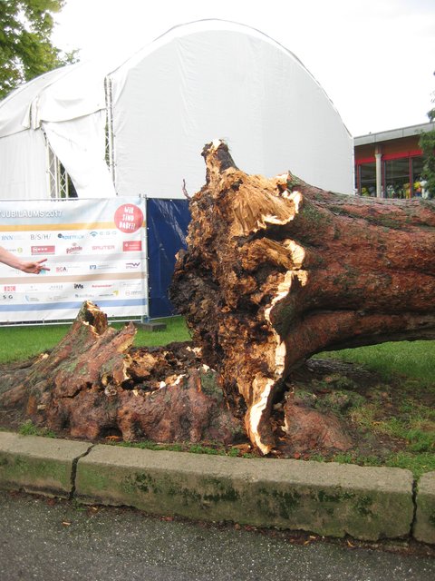 Glück gehabt: Der Baum kippte auf den Rasen und nicht auf die Veranstaltungsbühne. | Foto: Feuerwehr Bretten, Abt. Kernstadt
