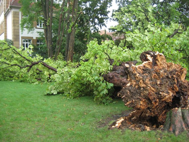 Glatter Bruch: Der Baum ist am Wurzelansatz abgebrochen. Im Hintergrund die Hebelschule. | Foto: Feuerwehr Bretten, Abt. Kernstadt