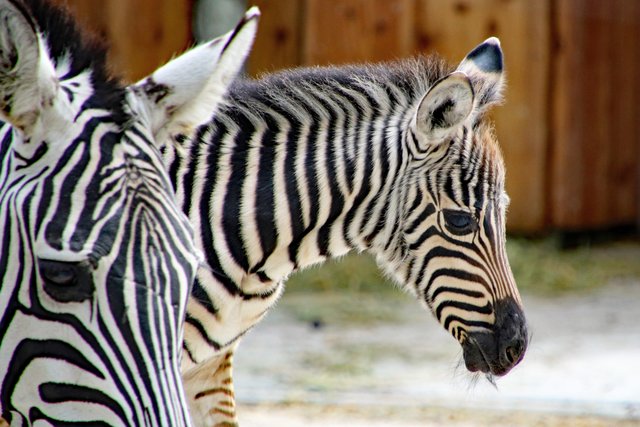 Livanga und ihr am heutigen Montag geborenes Fohlen. | Foto: Zoo Karlsruhe