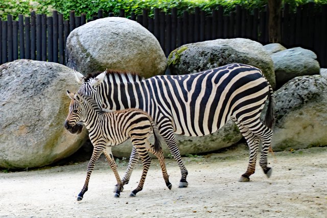Zebrastute Livanga trabt zusammen mit ihrem Nachwuchs durch das Gehege. | Foto: Zoo Karlsruhe