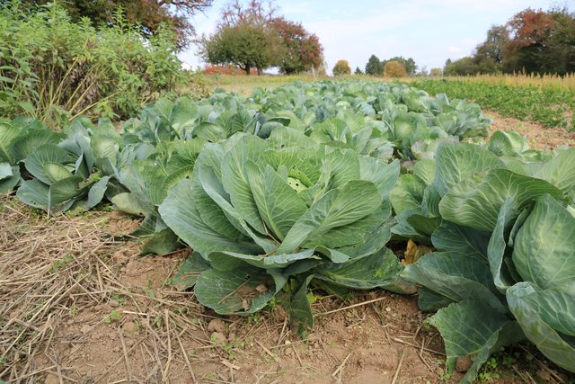 Ein Acker im Salzofen voll mit Brettener Kraut.