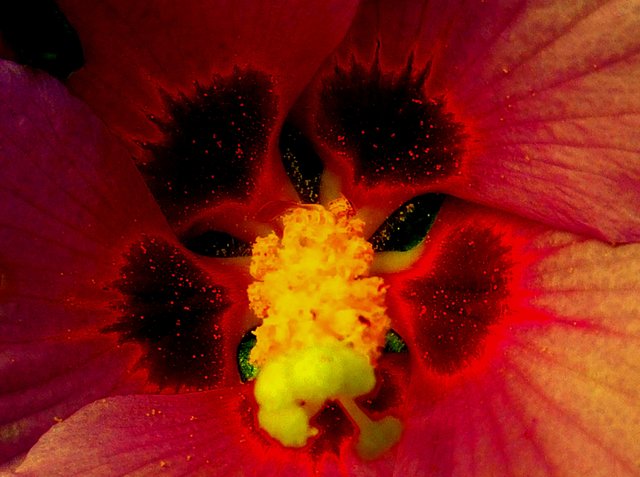 ...auch Pflanzen feiern Halloween...