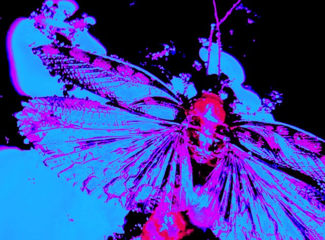 ...natürlich ist Halloween auch bei Tieren angekommen...