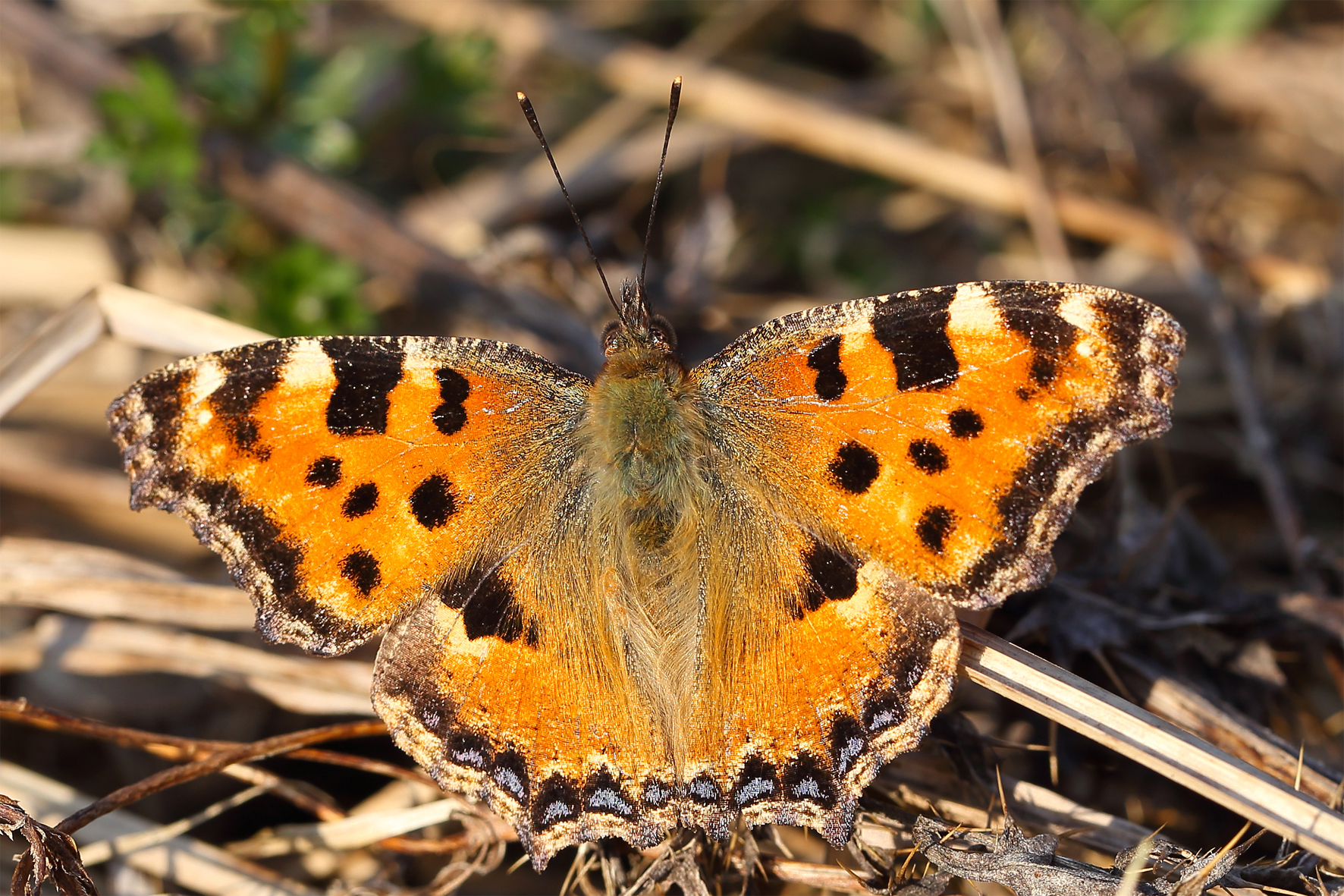 Die Naturschutzstiftung des nordrhein-westfälischen BUND-Landesverbandes und der Bund für Umwelt und Naturschutz Deutschland (BUND) haben den „Großen Fuchs“ (Nymphalis polychloros) zum Schmetterling des Jahres 2018 gekürt.