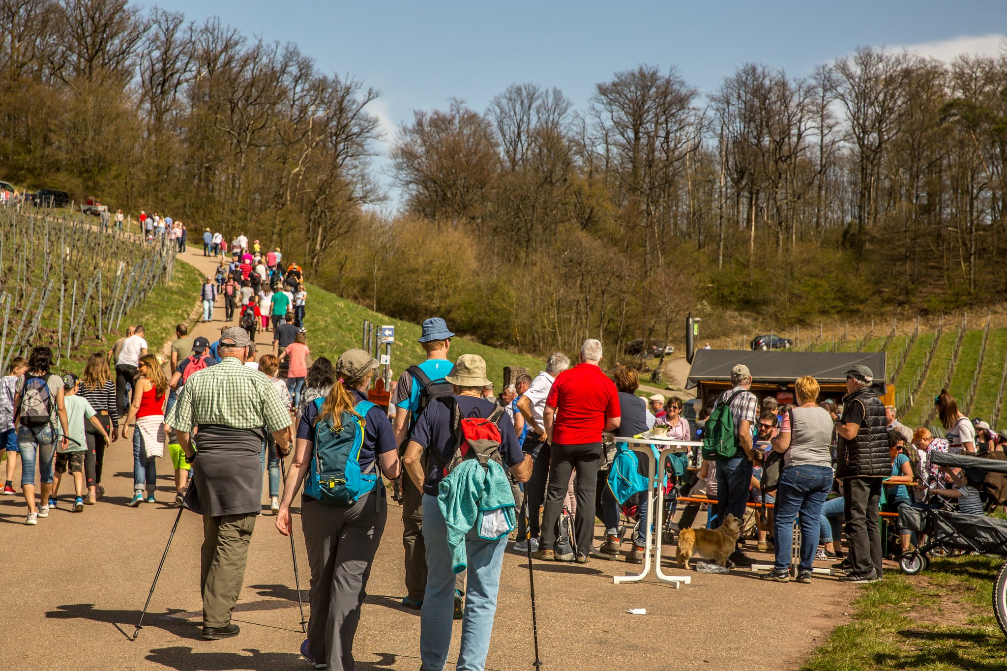 Mandelblütenfest in Diefenbach: Gaumen- und Augenschmaus bei