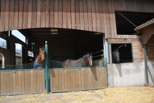 Interessierte Zaungäste nebenan.