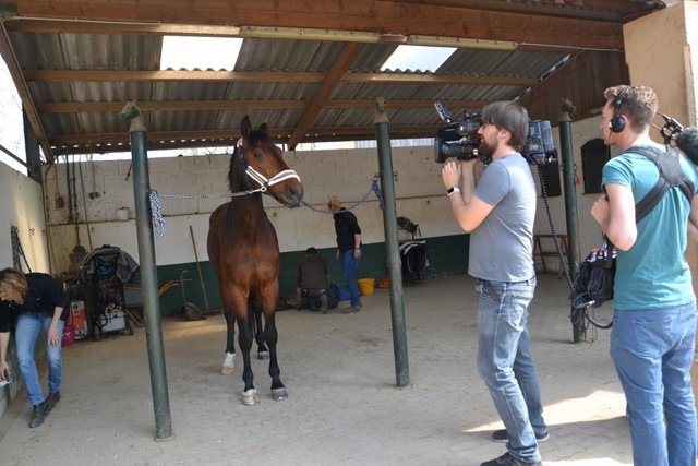 Um auszuschließen, dass die Hautirritation womöglich von Fehlstellungen im Knochenapparat herrührt, soll Quanduro geröntgt werden.