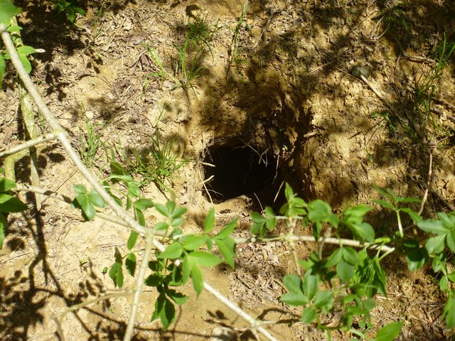 Bestimmt ein wunderbarer Bau für jeden Jagdhund.