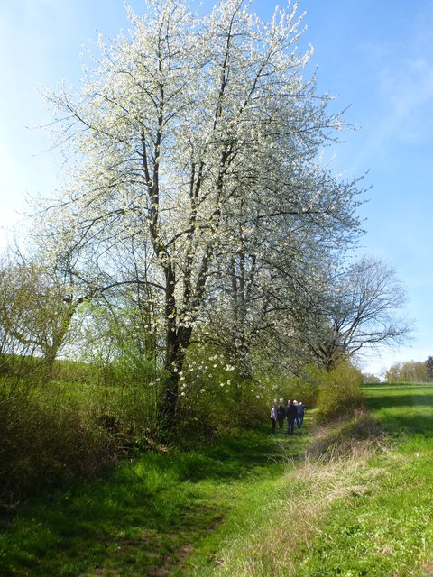 Kirschbaum in voller Blüte.