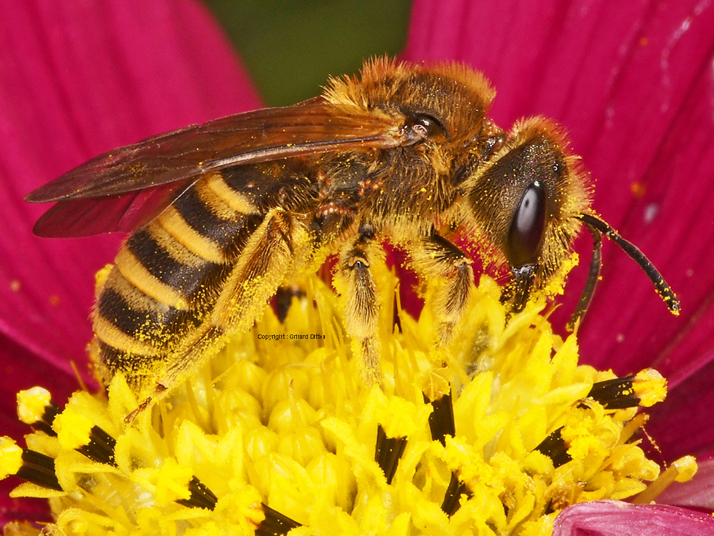 Für Laien kaum unterscheidbar: Die Gelbbindige Furchenbiene beim Nektar-Naschen an einer Blüte.