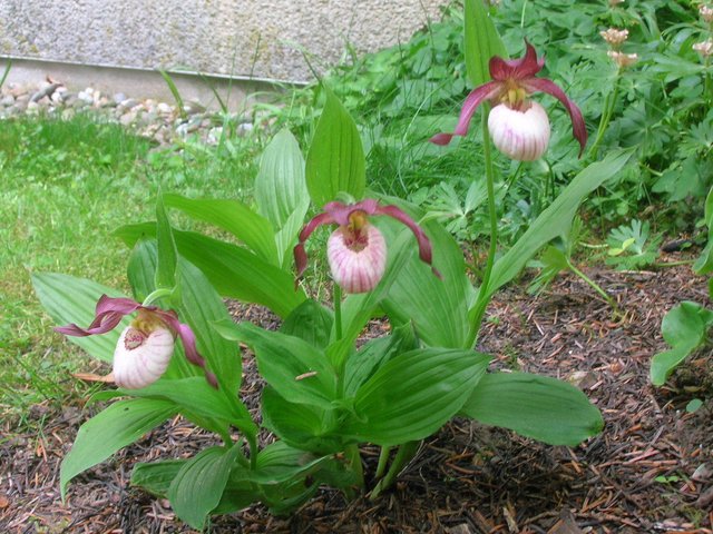 Winterharte Orchideen im Garten