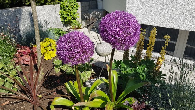 Mit schönen Blumen im Garten macht die Gartenarbeit umso mehr Spaß!