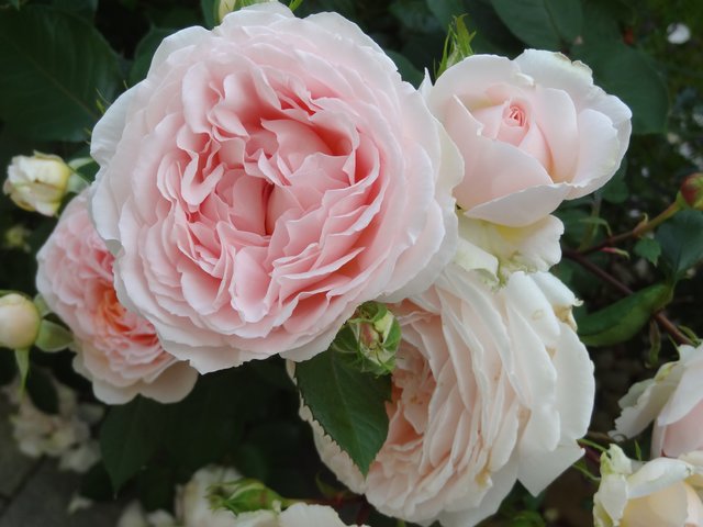 Ameisen lassen sich über Duftstoffe (z.B. Lavendel) manchmal auch vertreiben.