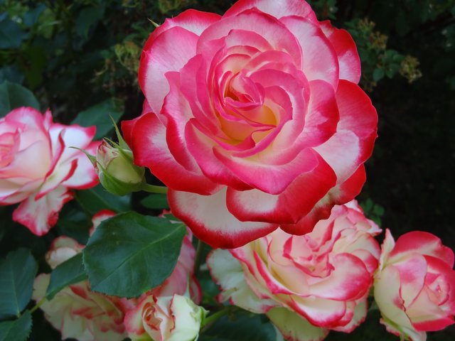 Verwelkte Rosenblüten kann man getrocknet als Blütenpotpourris oder als Teebeigabe verwenden.