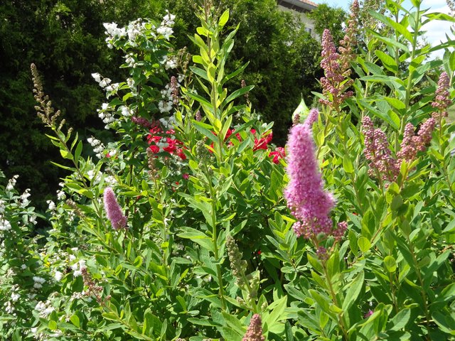 Kirschfruchtfliegen verursachen Blasen im Mund.