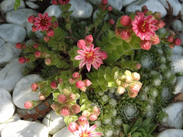 Zerdrückte Breitwegerich-Blätter kühlen bei Mückenstichen.