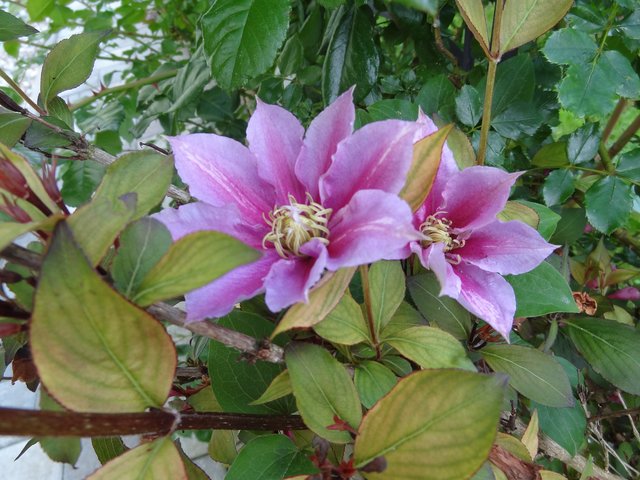 Rasenschnitt als feuchte Mulchschicht hält die Feuchtigkeit im Boden zurück.