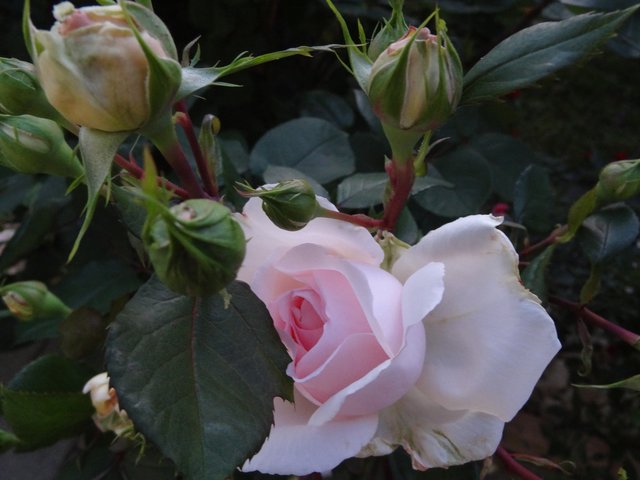 Borretsch-Blüten wirken sehr dekorativ eingefroren in Eiswürfel zum Aromatisieren von Sekt oder Bowle.
