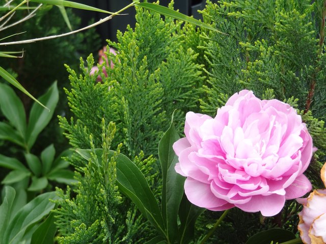 Holunderblütensirup hilft bei Husten, Grippe und Heiserkeit.