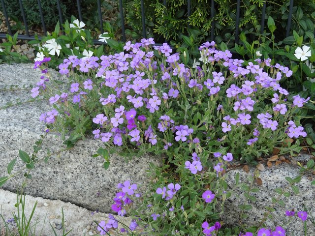 Wer's Unkraut lässt ein Jahr stehn, kann sieben Jahre jäten gehn.