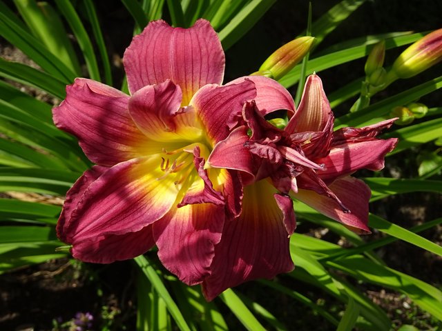 Schöne Lilien Blüte