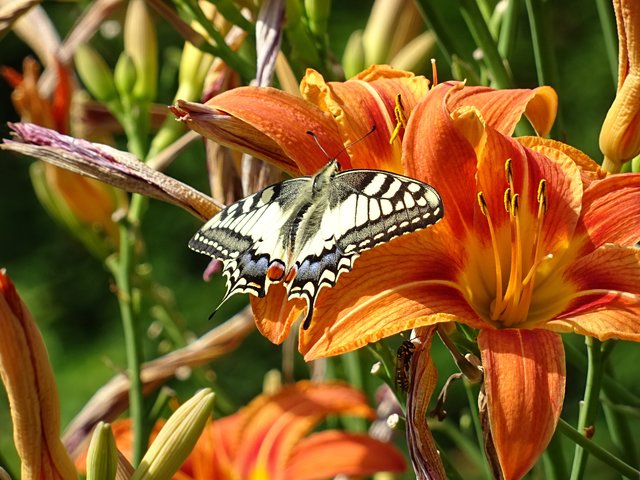 Blüte mit Schmetterling